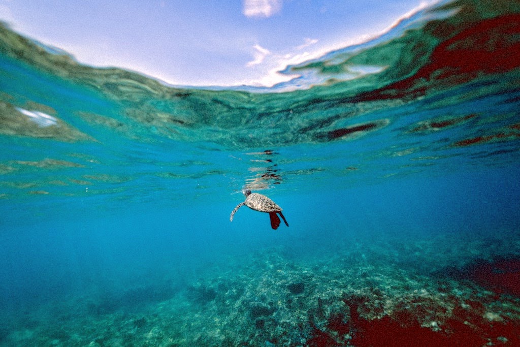 Blue Beauty is the New Green Beauty: 6 Ways to Go Blue in Your Beauty Ritual