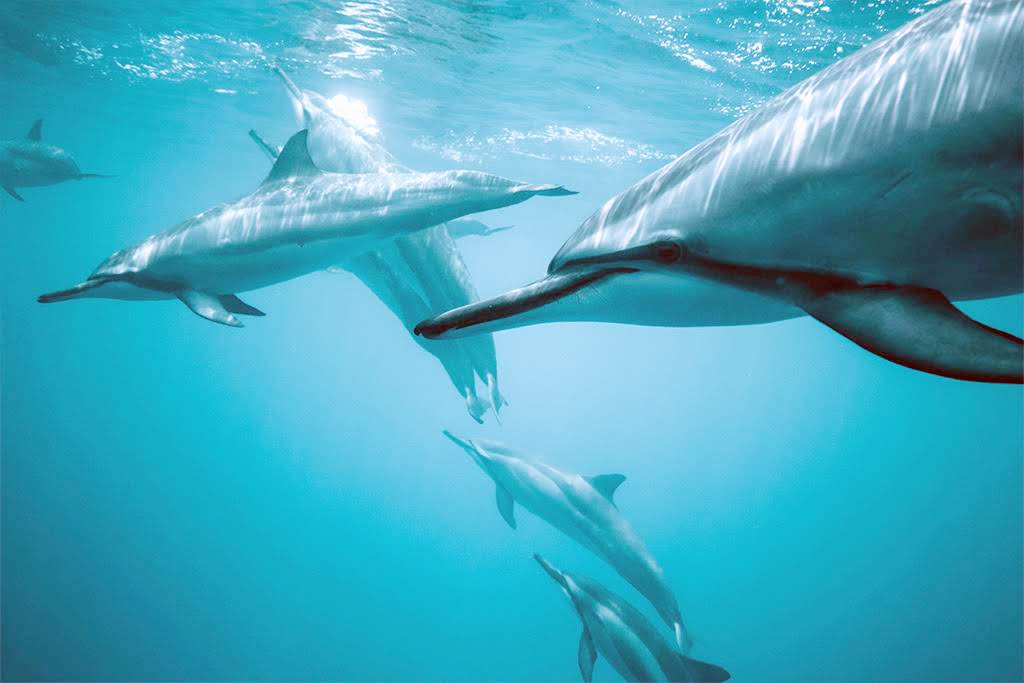 Save the Planet— One Order at a Time