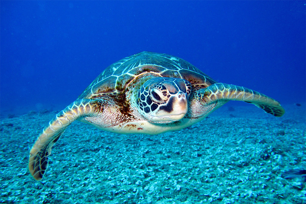 Happy Earth Month! Meet our New Adopted Sea Turtles!